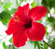 sorbet hibiscus