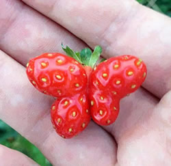 belle fraise