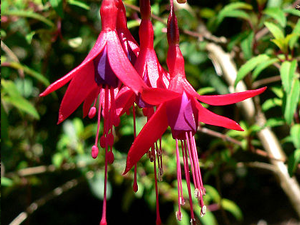 fuchsia